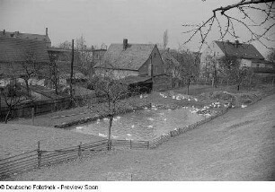Enten in einem Gehege mit Teich