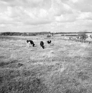 Landwirtschaft: links Kühe auf der Weide: im Hintergrund Silhouette von Bad Oldesloe