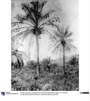 Kokospalmen mit Webervögelnestern