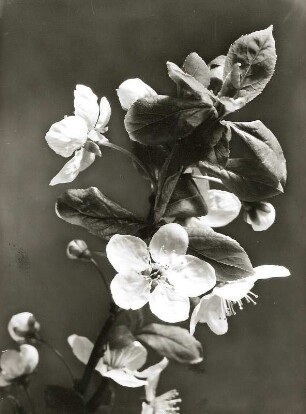 Kulturapfel (Malus domestica). Zweigspitze mit Blütenstand