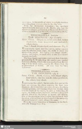 Terebratula hastata. Tab. CCCCXLVI. - figs. 2 and 3