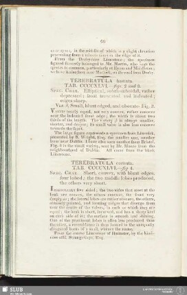 Terebratula hastata. Tab. CCCCXLVI. - figs. 2 and 3