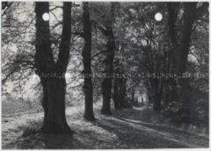 Herbst, Waldweg