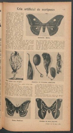 Cría artificial de mariposas