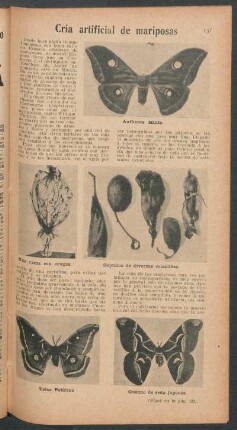Cría artificial de mariposas