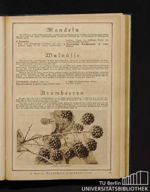 Mandeln und Walnüsse