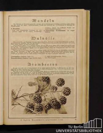 Mandeln und Walnüsse