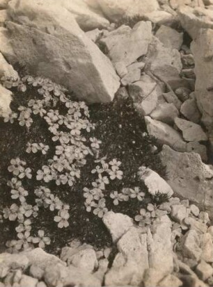 Stängellose Leimkraut (Silene acaulis), bekannt auch als Polsternelke. Grasleitenjoch (Dolomiten)