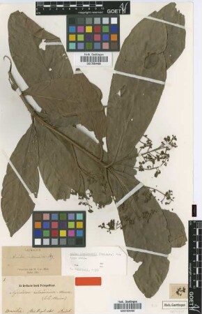 Aydendron intermedium Meissn. [type]