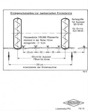 Einlegegurkenanbau zur mechanischen Einmalernte