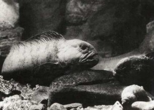 Seewolf (Anarhichas lupus L., Bonaparte 1846) im Aquarium Helgoland