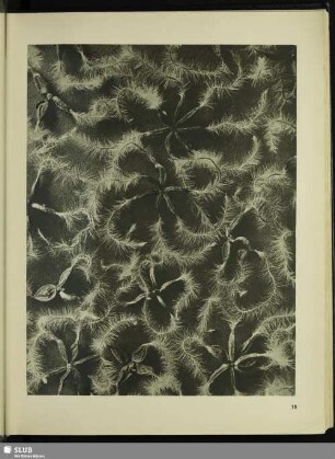 Clematis recta. Waldrebe. Samen in 14facher Vergrößerung