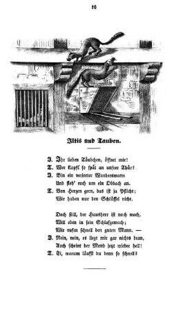 Iltis und Tauben.
