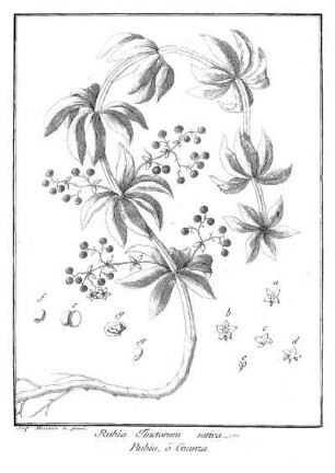 Rubia Tinctorum sativa