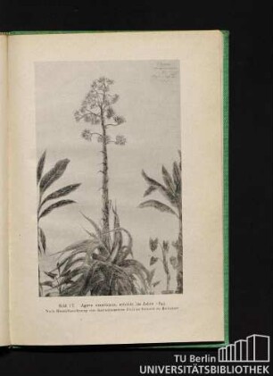 Bild 17. Agave americana, erblüht im Jahre 1845. Nach Bleistiftzeichnung von Garteninspektor Julius Sckell zu Belvedere