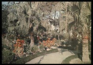 Buitenzorg (Bogor), Java/ Indonesien (?): Botanischer Garten mit exotischen Pflanzen und Palmen