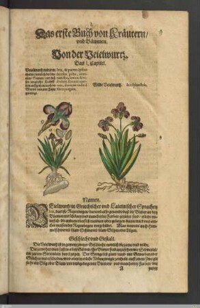 Text mit Illustrationen