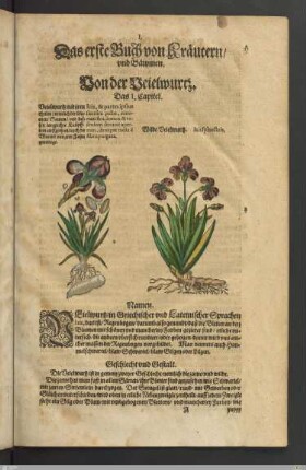 Text mit Illustrationen