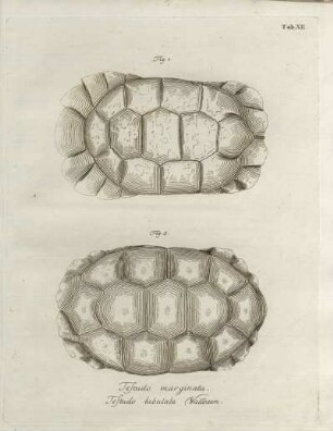 Tab. XII. Testudo marginata. Testudo tabulata Wallbaum.