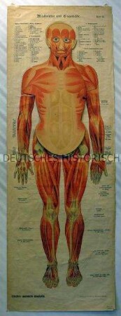 Schreibers anatomische Wandtafeln: Tafel II Muskulatur und Eingeweide