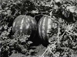 Wassermelonen Ende Juni