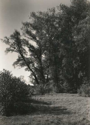 Pillnitz. Pillnitzer Elbinsel. Schwarzpappel im Südosten der Insel