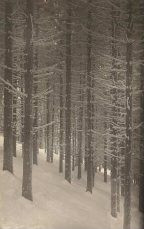 Sächsische Schweiz-Osterzgebirge. Verschneiter Hochwald bei Schellerhau