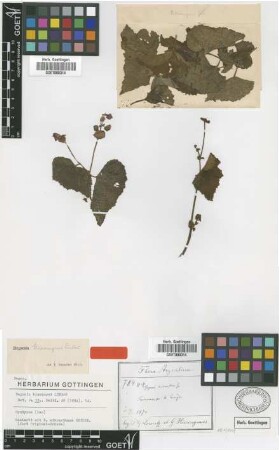 Begonia hieronymi Lindau [syntype]