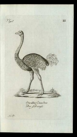 No 15. Struthio Camelus Der Strauss