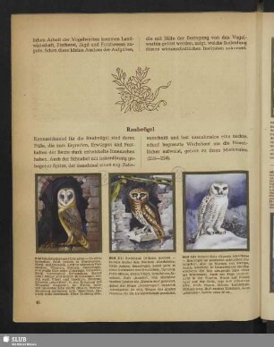 Raubvögel