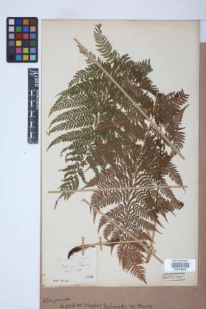 Athyrium alpestre (Hoppe) Rylands