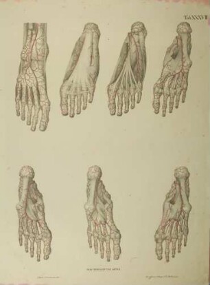 Anomalien des Arterienverlaufs beim Fuß eines Mannes