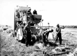 Hockendrusch von Grassamen
