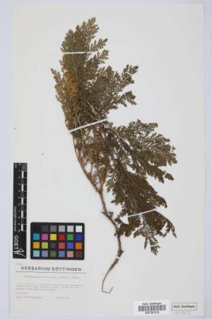 Gonospermum fruticosum (Buch) Less.
