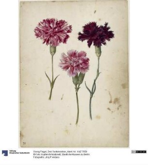 Drei Gartennelken