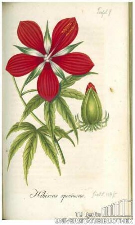 Hibiscus speciosus