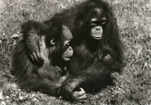 Junge Orang-Utans im Leipziger Zoo