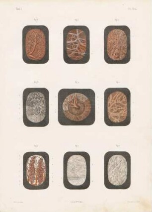Die Membranen des Auges