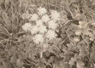 Wiesen-Bärenklau (Heracleum sphondylium), auch Gemeiner Bärenklau