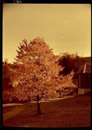 Herbstimpression im Schwarzwald