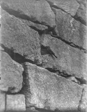 Gartenrotschwanz : Gartenrotschwanz (Phoenicurus phoenicurus L.) am Eingang der Nisthöhle.