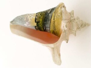 Reiseandenken (Souvenir, Schneckengehäuse)