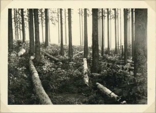 Album: Allerlei
