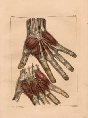 Arterien der Hand