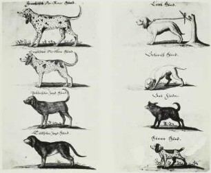 Geschichte der Jagd. Jagdhunde : Geschichte der Jagd. Jagdhunde. Aus: Flemming: Der vollkommende Teutsche Jäger, 1719-1724, 1. Teil