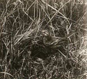 Schafstelze (Motacilla flava L.) geht auf das Nest