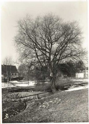 Silber-Weide (Salix alba) in Dresden-Bühlau