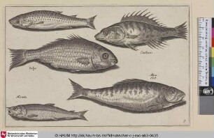 Salpa; Cantharus; Maenula; Alosa, Elst
