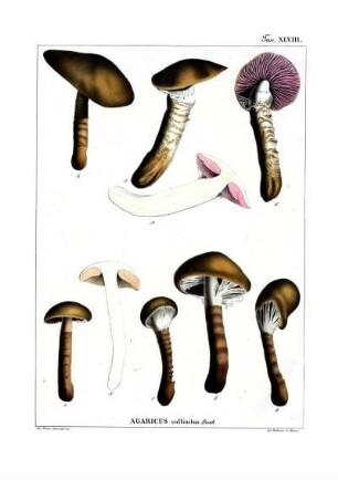Tav. XLVIII. Agaricus collinitus Buxb.