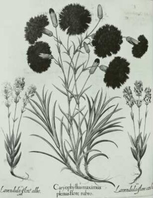 Besler, Basilius und Hieronymus: Hortus :Eystettensis: Gartennelke (Dianthus caryophyllus L.) und Echter Lavendel (Lavendula angustifolia MILLER) in 2 Farbvarietäten